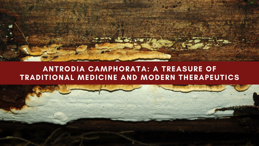 Antrodia camphorata: A Treasure of Traditional Medicine and Modern Therapeutics