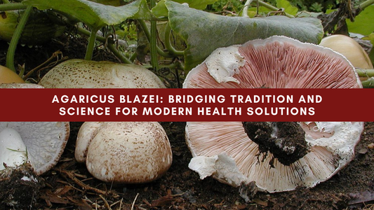 Agaricus Blazei: Bridging Tradition and Science for Modern Health Solutions
