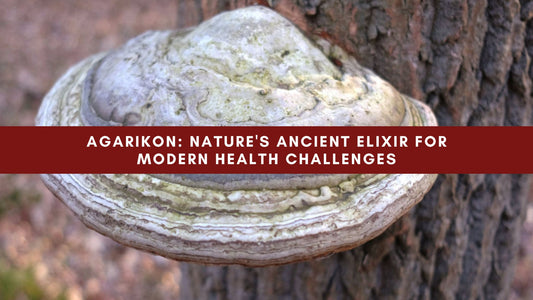 Agarikon: Nature's Ancient Elixir for Modern Health Challenges - Mushendo Organic Farm