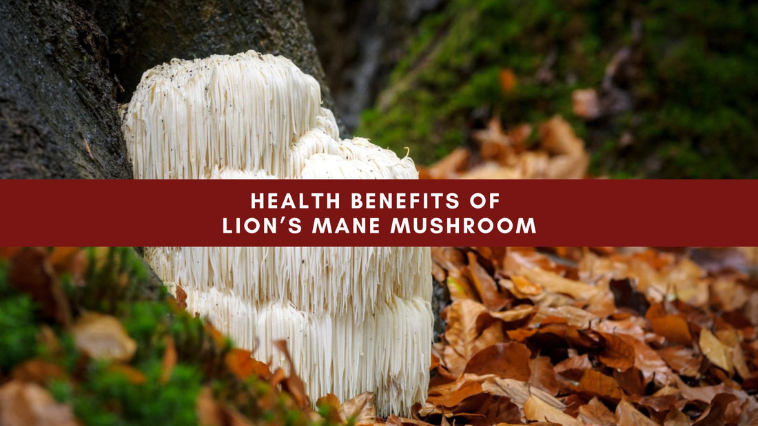 Health Benefits of Lion's Mane Mushroom - Mushendo Organic Farm